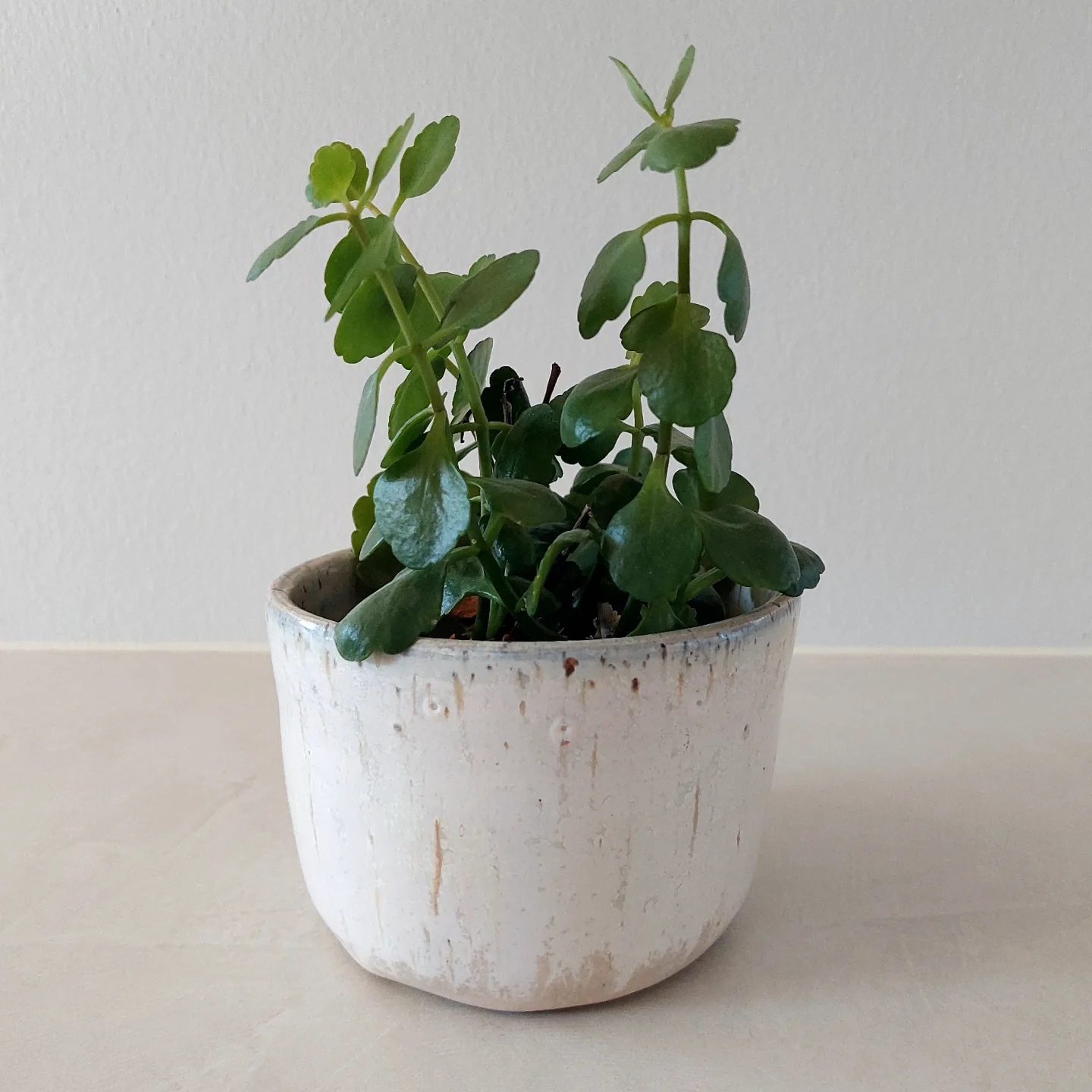 Hvid, spættet urtepotte med en grøn plante